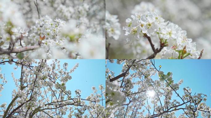 梨花特写镜头(二)