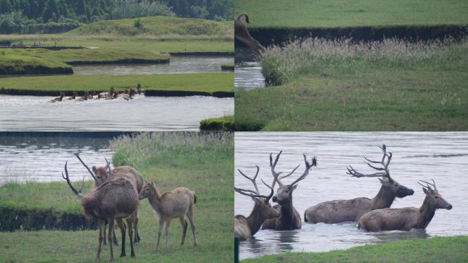 麋鹿 湿地 溱湖 奔跑