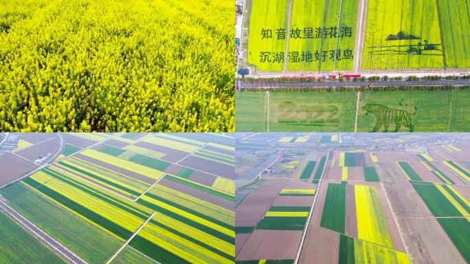 百万油菜花海沉湖湿地航拍1080 50P