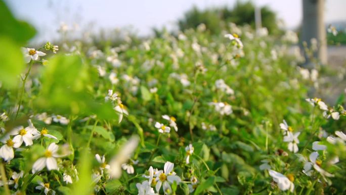 鬼针草：穿越花海唯美升格镜头