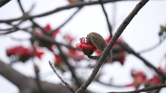 矮花鼠木棉树采蜜