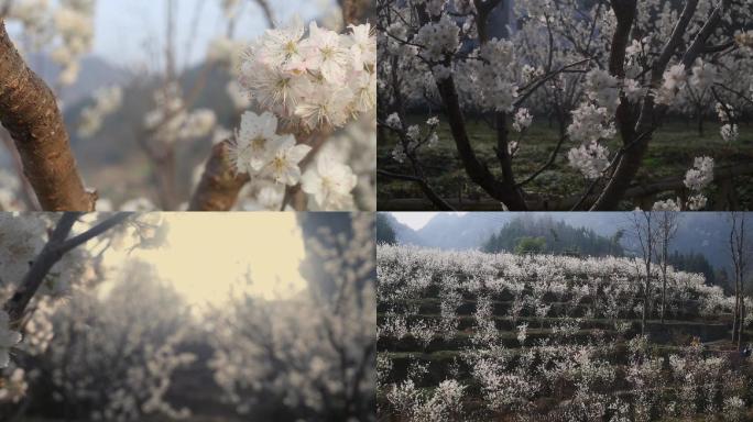 白色樱花 花林