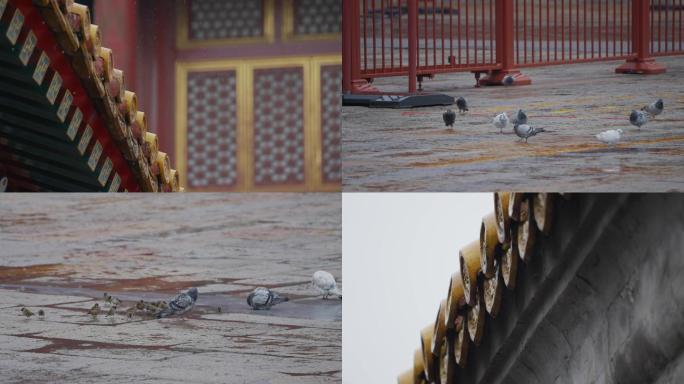 故宫下雨，雨，古建筑，屋檐滴水，脊兽风景