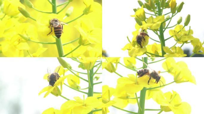 蜜蜂采蜜油菜花春天