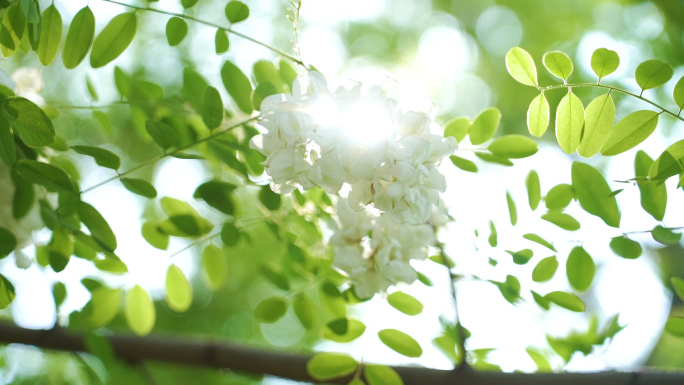 大连劳动公园槐花