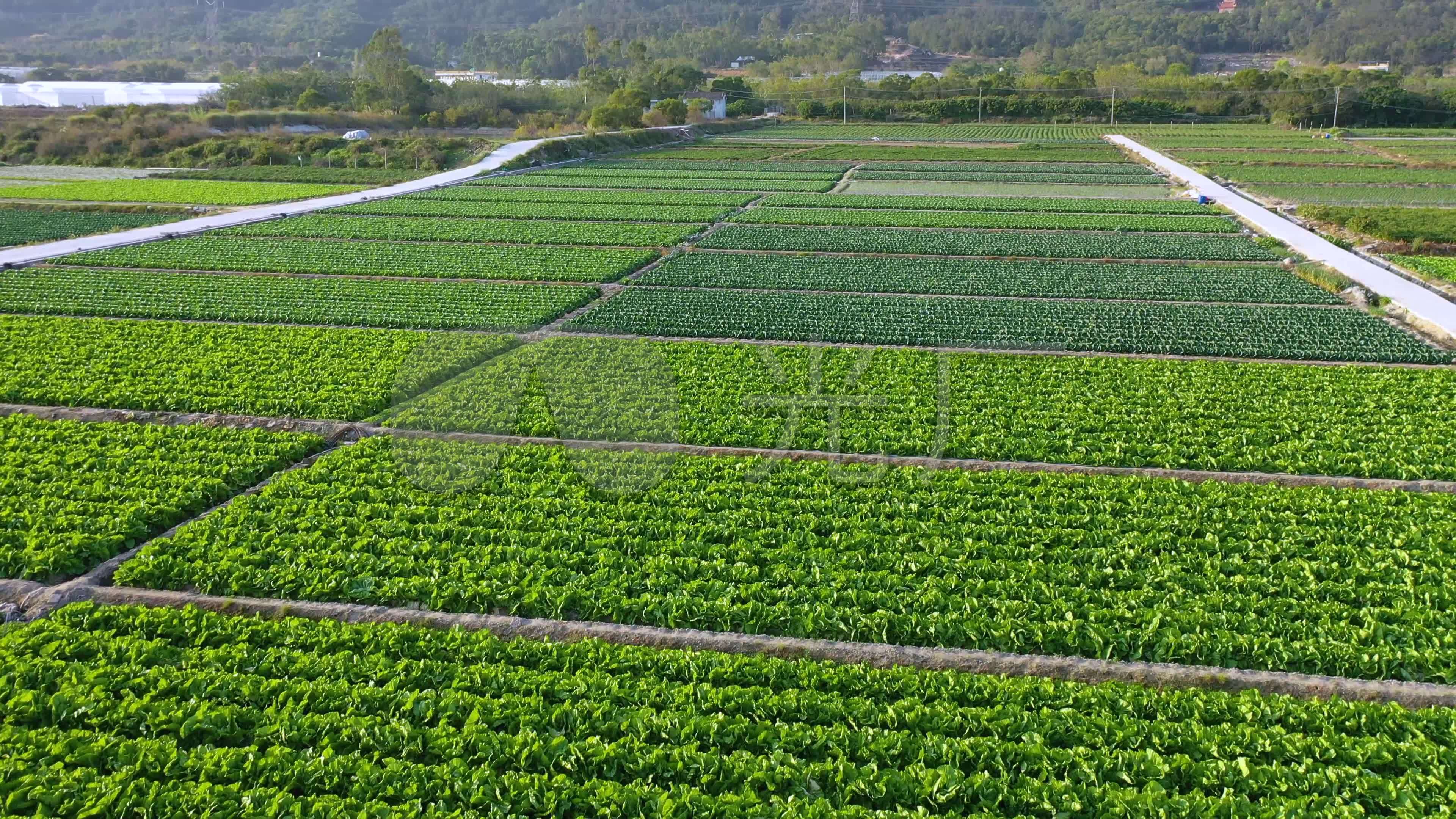 无土栽培 大棚 蔬菜高清图片下载-正版图片500452973-摄图网