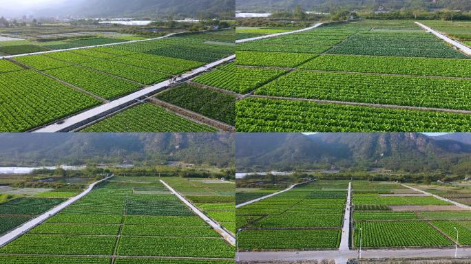 蔬菜种植基地航拍 美丽乡村新农村建设