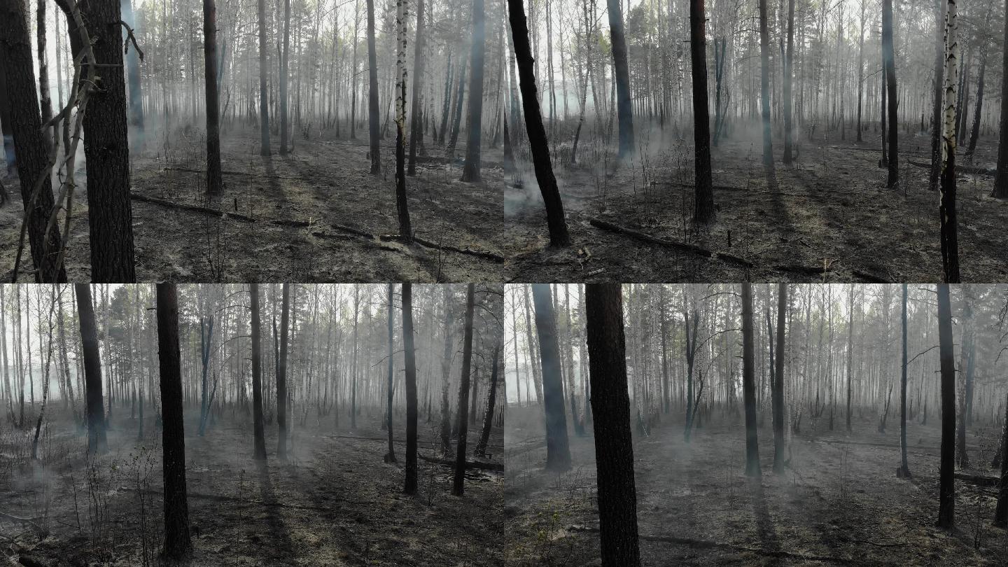 森林中的小火烧燃着