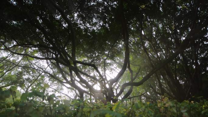 意境榕树空镜，逆光下的唯美榕树