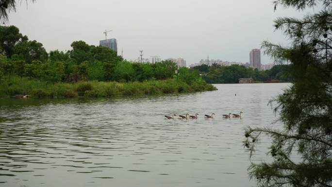 2022广州海珠湖鸭子倒影水边公园