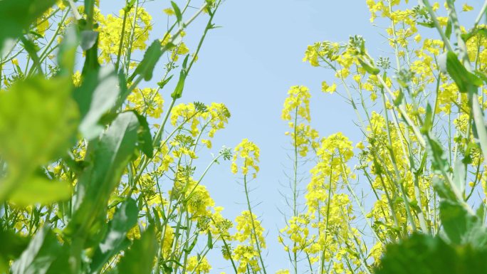 春天油菜花开4k实拍