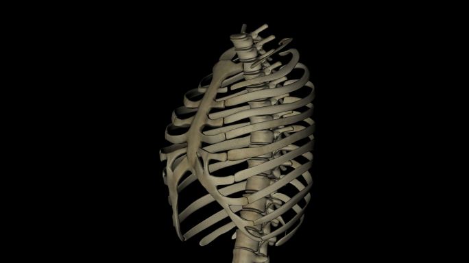 人体胸部结构、肋骨、胸骨和脊椎的动画
