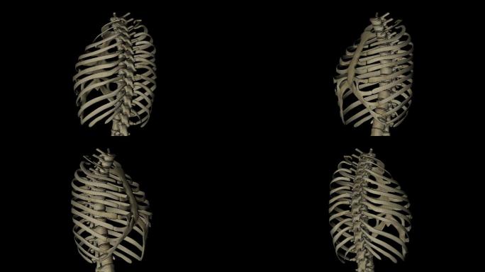 人体胸部结构、肋骨、胸骨和脊椎的动画