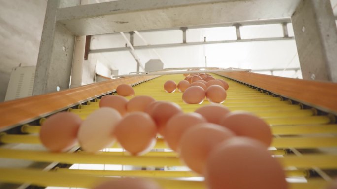 现代化养鸡场鸡蛋生产装箱4K