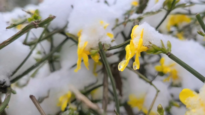 雪中迎春花4K