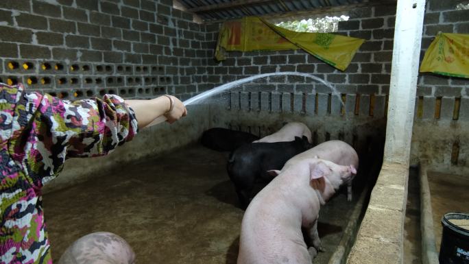 农村农家养猪场