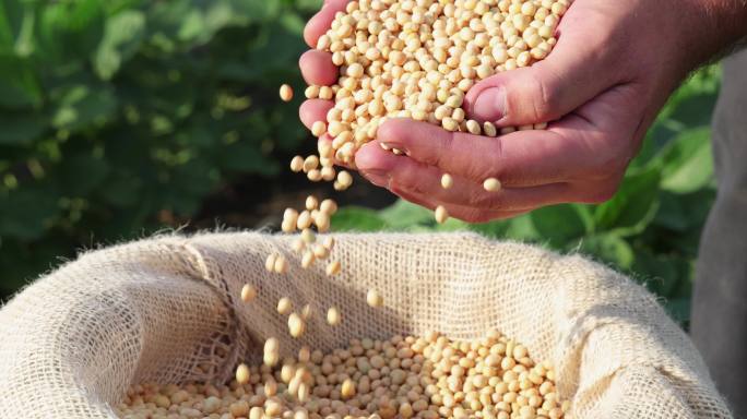 麻袋里的大豆丰收秋收手捧