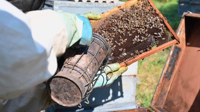 养蜂场的养蜂人。视频素材蜜蜂养殖农场管理