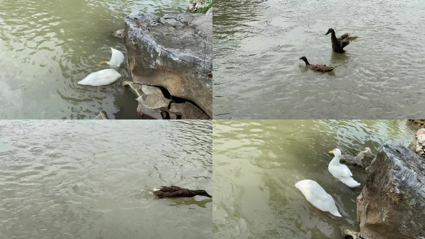 水中嬉戏的鸭子一组