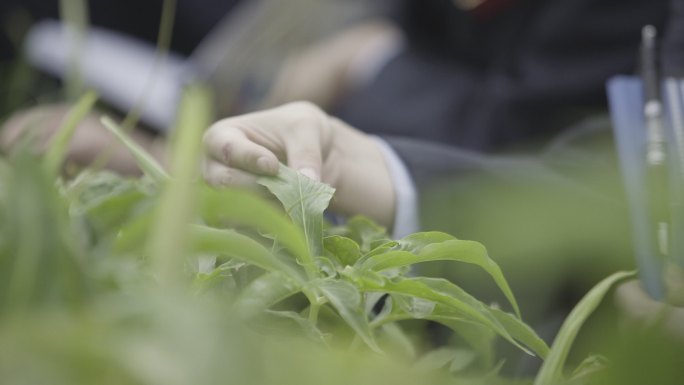 药材种植基地农户查看药材