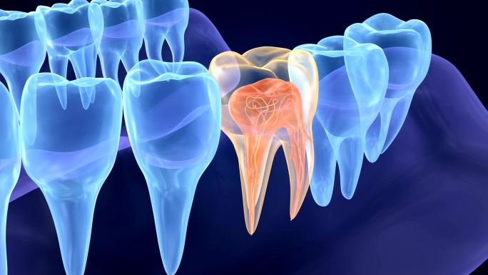 牙髓学磨牙的内部结构。