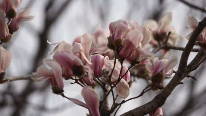 玉兰花春天信息春暖花开春暖花开的时候