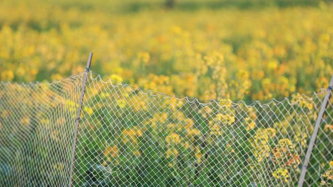 【高清】油菜花 菜籽油产业基地