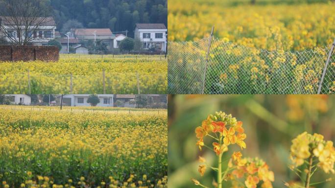 【高清】油菜花 菜籽油产业基地