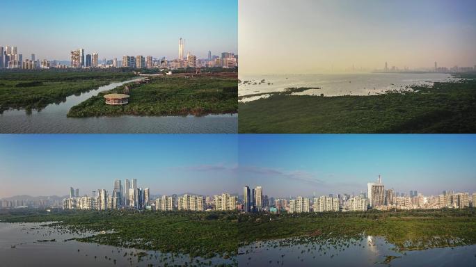 4k深圳红树林中港边境自然风光航拍视频