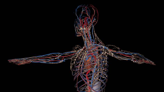 人体循环系统或心血管系统的动画