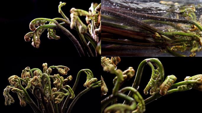 蕨苔蕨菜升格拍摄