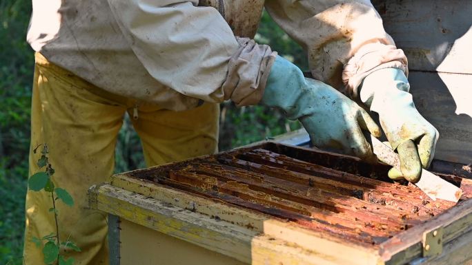 养蜂场的养蜂人。天然自然绿色有机