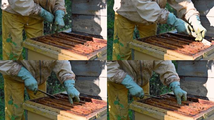养蜂场的养蜂人。天然自然绿色有机
