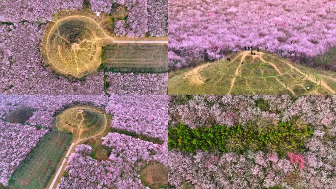 明秦王墓桃花花海航拍西安旅游十里桃花素材