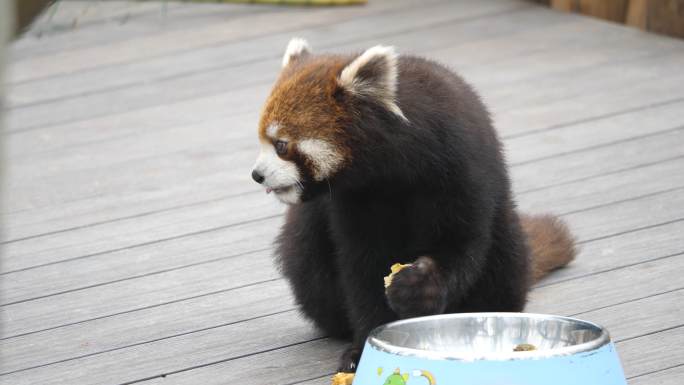 野生动物园小浣熊小熊猫天鹅长颈鹿人与自然