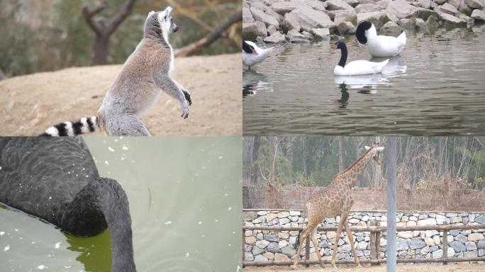 野生动物园小浣熊小熊猫天鹅长颈鹿人与自然