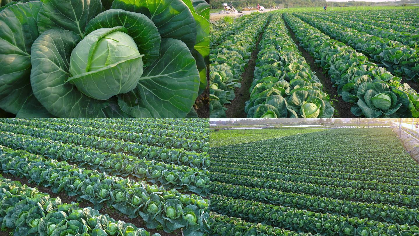 包菜卷心菜种植基地航拍及特写镜头多组