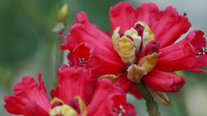 红色杜鹃花 红色高山杜鹃花  杜鹃花