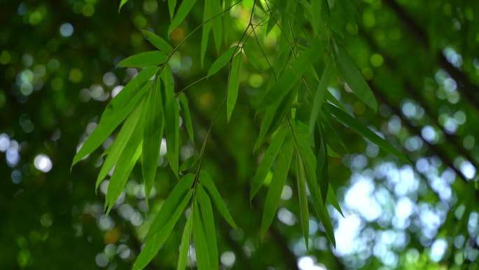 竹子。绿植物。 竹叶