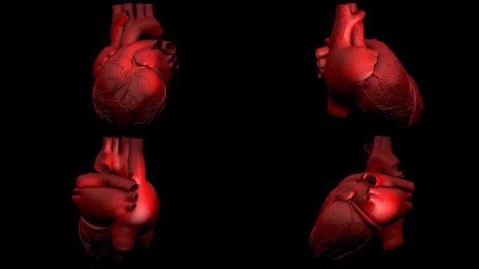 人类心脏在黑色背景上旋转的动画