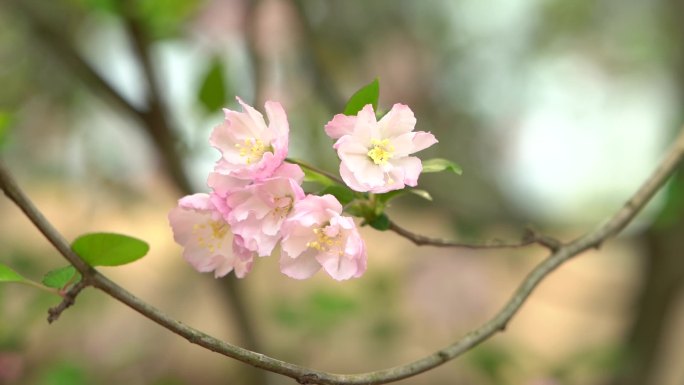 桃花嫩叶