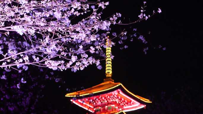 东湖樱花园夜景赏樱实拍