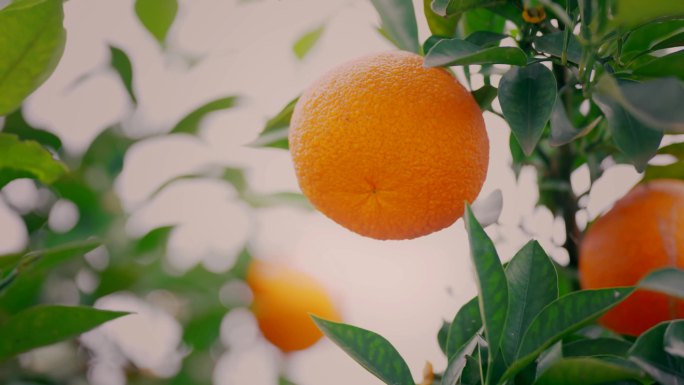 4K挂在树梢的橘子