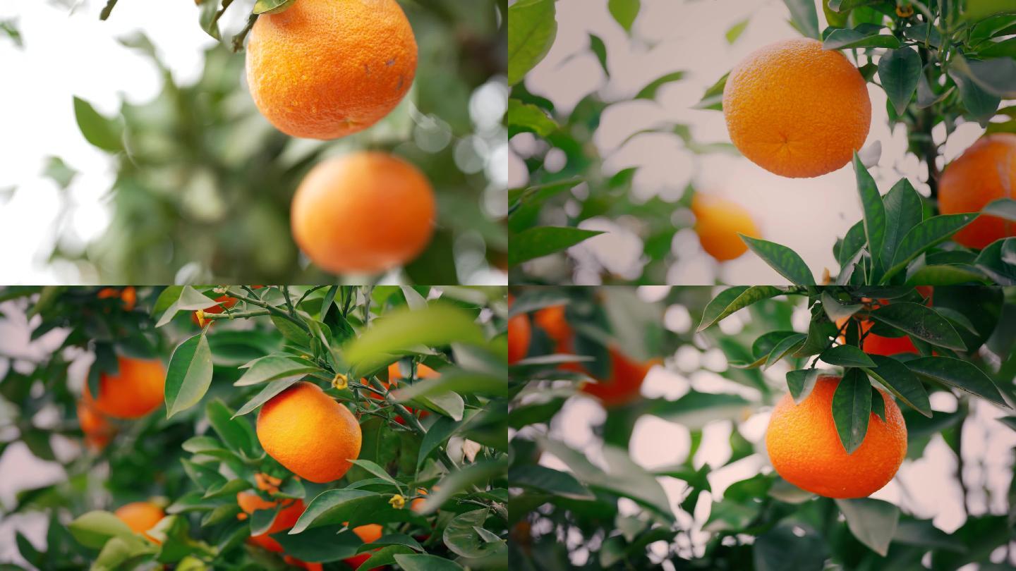 4K挂在树梢的橘子