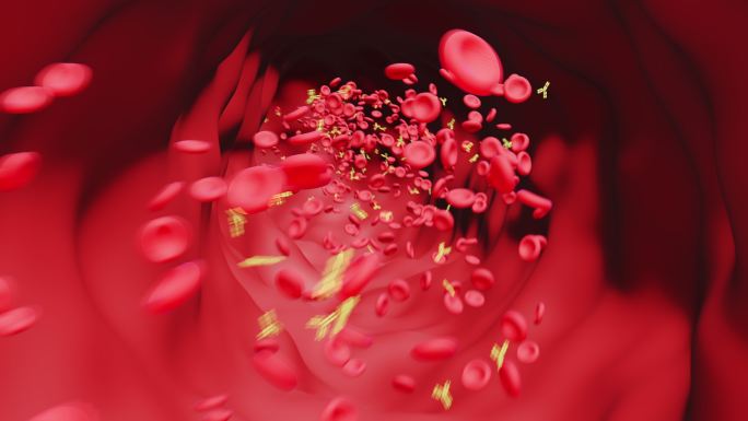 血管：带有抗体的红细胞