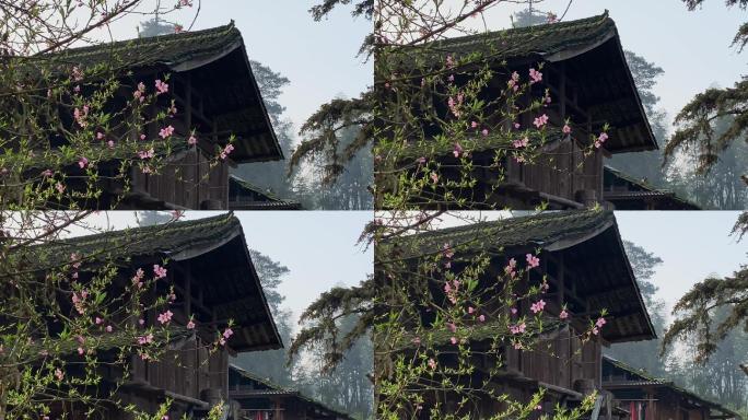 春日粉红桃花竞相开放在农村美丽院落前3