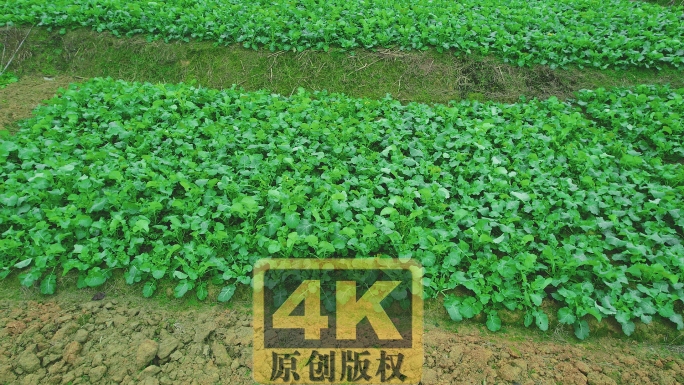 农村菜地萝卜菜地实拍视频素材4K