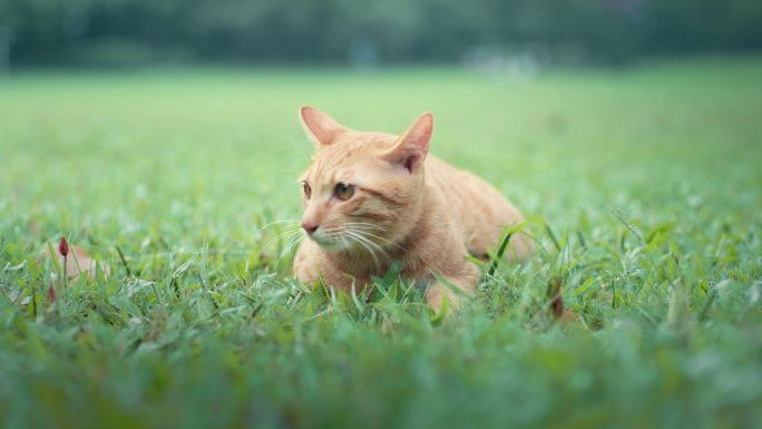 猫粮广告草地可爱的猫科动物