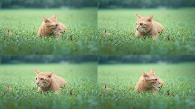 猫粮广告草地可爱的猫科动物