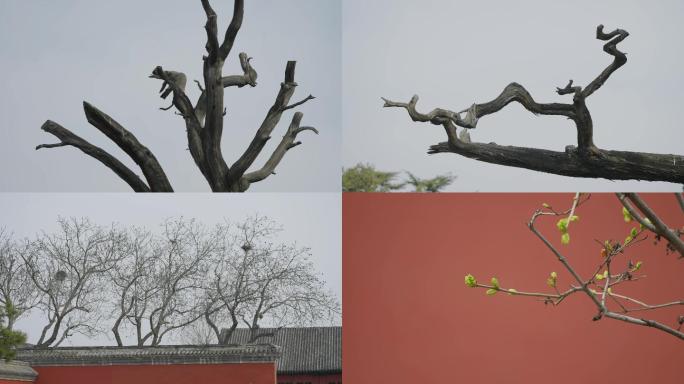 古风干枯的树空镜头 枯萎与生机